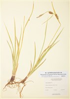 藏品(霍氏薹)的圖片